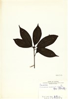 藏品(香桂)的圖片